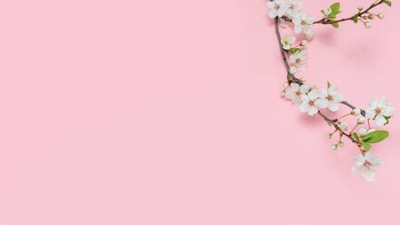 Cherry branch with white blooming flowers. Tender photo with a branch of blooming cherry with white flowers and green leaves on a pink background. Place for text or logo. Flat lay. Spring time.の写真素材