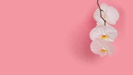 Orchid branch with three white blossoming buds. Beautiful White Phalaenopsis orchid flowers on pink background. Flat lay. Tropical flower, branch of orchid. Holiday, Women's Day, Flower Cardの写真素材