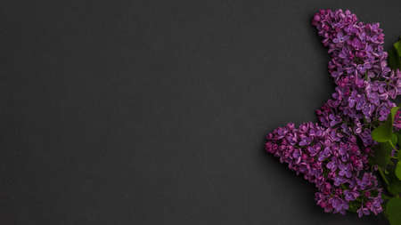 Branch of purple lilac Beautiful flowering branches of lilac on dark background Long horizontal banner Mockup top view place for text Spring May flowers Frame of blooming branchesの写真素材