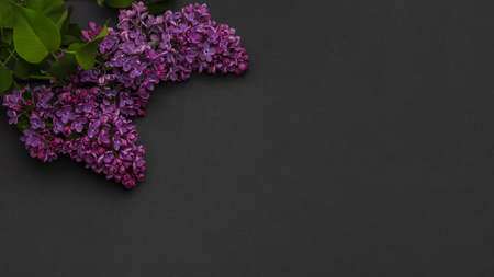 Branch of purple lilac Beautiful flowering branches of lilac on dark background Long horizontal banner Mockup top view place for text Spring May flowers Frame of blooming branchesの写真素材
