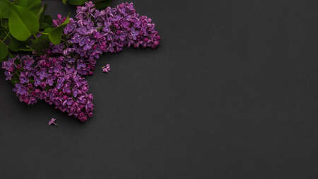 Branch of purple lilac Beautiful flowering branches of lilac on dark background Long horizontal banner Mockup top view place for text Spring May flowers Frame of blooming branchesの写真素材