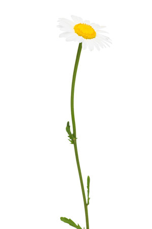 chamomile flower isolated on white background. macro. selective focus Single daisy close-up. Beautiful white chamomile Margarita Beautiful fragrant chamomile Ox-Eye Daisy flowerの写真素材