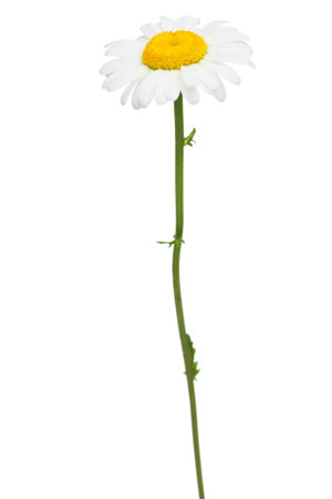 Chamomile flower isolated on white background cutout. medical plant. Single daisy close-up. Beautiful white chamomile Margarita Beautiful fragrant chamomile Ox-Eye Daisy flowerの写真素材