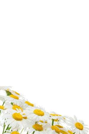 copy space for your text Flowers of Chamomile (Ox-Eye Daisy) isolated on white background. BÑlÑ kvÑti camomile Floral pattern, postcard with daisies. copy space for your textの写真素材
