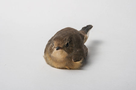 Bird on a beautiful backgroundの写真素材