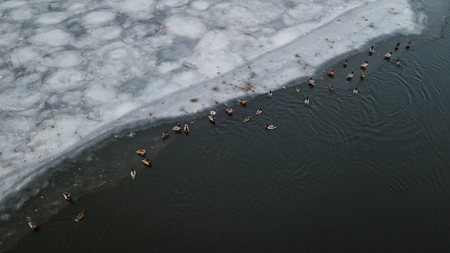Ducks are swimming and bathing in the cold water of a frozen lakeの写真素材