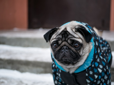 small dog pug in jacketの写真素材