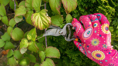 pruning with shears