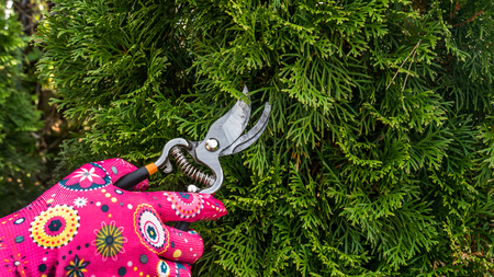 pruning with shearsの写真素材