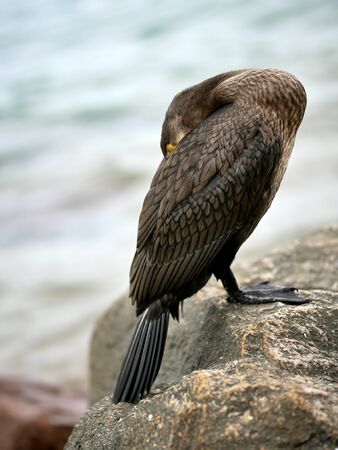 cormorant freezing cold close-up standing on the stoneの写真素材