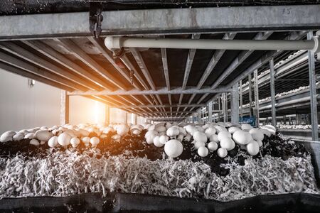 modern industrial cultivation of white mushrooms in large volumesの写真素材