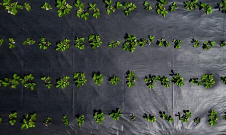 the strawberry field top view. Growing without weeds