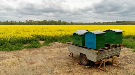 mobile hives in the middle of a rapeseed fieldの写真素材