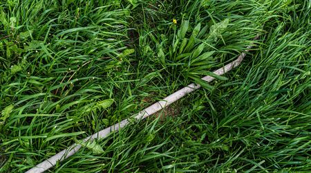 the white hose is lying on the lawnの写真素材