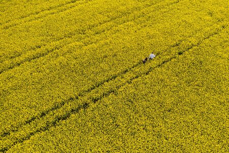 a man and a woman walk through a blooming rapeseed field top view