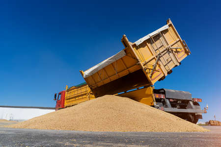 Unloading grain from a truck brought from the field for dryingの写真素材