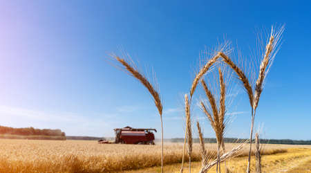 spikelets of wheat against a blue sky