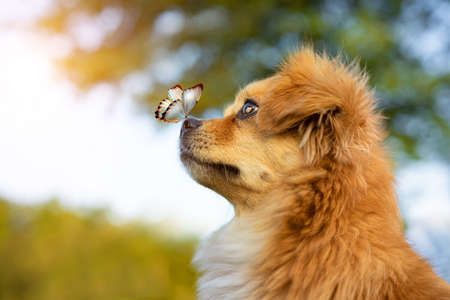 butterfly on the nose of a red dog.の写真素材