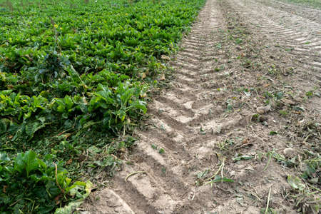 track from the tractor tread in a field with beets.