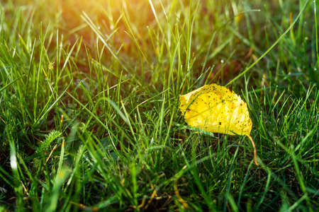 the first yellow leaf in the green grass. Early autumn.の写真素材