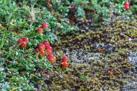 Lingonberry on a mountainsideの写真素材