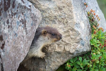 Tarbagan, Kamchatkaの写真素材
