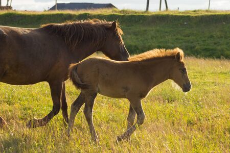 Horses walk through the villageの写真素材