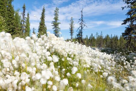 cotton grass in the taigaの写真素材