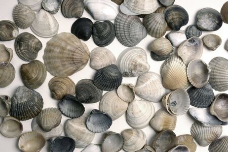 The big variety of dry sea cockleshells                          の写真素材