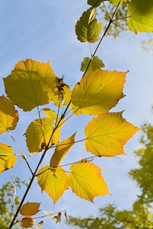 Multi-coloured autumn leaves on trees 