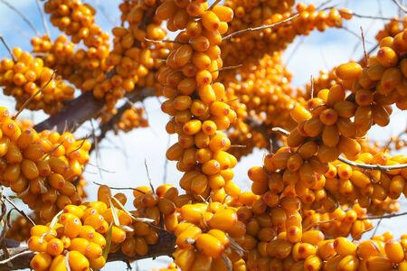 Ripe berries of sea-buckthorn berries