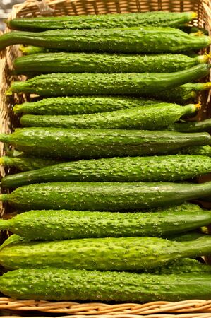 Ripe cucumbers in shop in a boxの写真素材