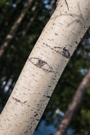 Tree with eyes. Knots, similar to eyesの写真素材