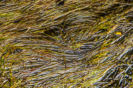 Background of river grass, filled with oilの写真素材