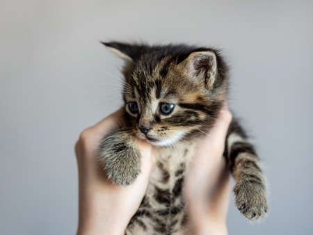 Small striped kitten in the hands of a child, close-upの写真素材