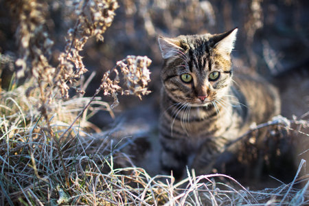 Portrait of a cat outdoors in winter frozen grass, cat outdoors in winter.の写真素材