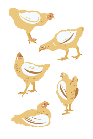 Chicken broiler set. Poultry, Farming, Livestock raising.のイラスト素材
