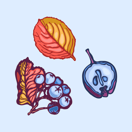 Aronia. Chokeberry. Berries and leaves.のイラスト素材