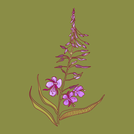 Chamaenerion. Wildflower. Fireweed in bloom. Tea, medicinal plant. Vector illustration.のイラスト素材