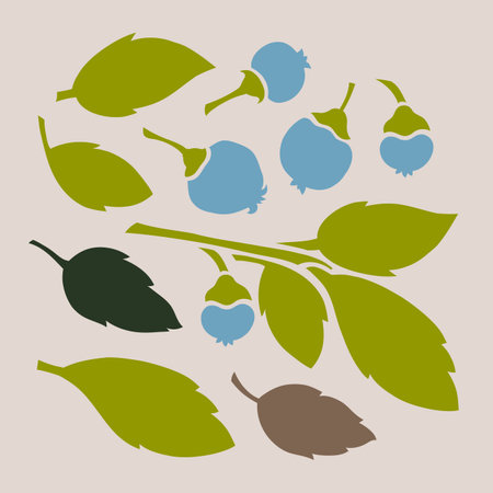 Blueberries and leaves. Plant design. Vector illustration.のイラスト素材