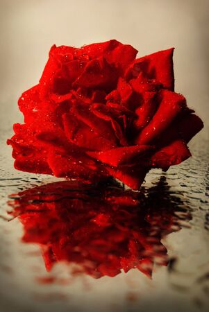 the rose is reflected in the mirrorの写真素材