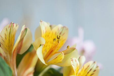 Bouquet of alstromeria in bloom blurred background Little Lily macro. Flower textureの写真素材
