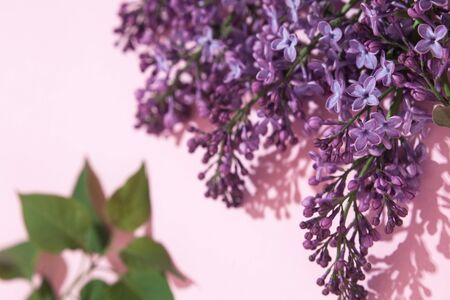 Purple lilac flowers bouquet on pink backround. Stylish floral greeting card. Happy mothers day.