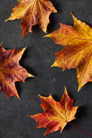 Pattern made of minimal composition of colorful marple fall leaves on gray concrete wall. closeup Autumn concept. Flat lay copy space for text.の写真素材
