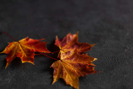 Pattern made of minimal composition of colorful marple fall leaves on gray concrete wall. closeup Autumn concept. Flat lay copy space for text.の写真素材