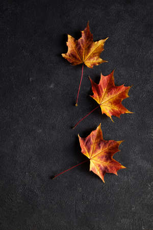 Pattern made of minimal composition of colorful marple fall leaves on gray concrete wall. closeup Autumn concept. Flat lay copy space for text.の写真素材