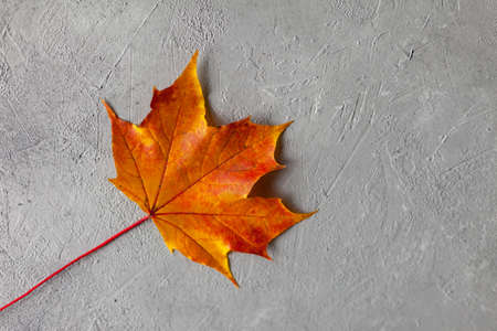 Pattern made minimal composition of colorful marple fall leaves on gray concrete wall. closeup Autumn concept. Flat lay top view, copy space for text.の写真素材