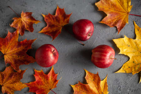Autumn marple leaves and Ripe garden red apples on gray concrete. Fruits concept of the fall harvest. Space for text.の写真素材
