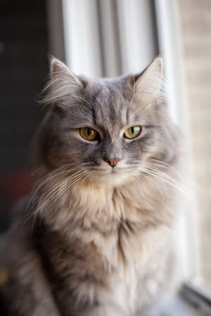 beautiful cute fluffy woolly shaggy striped gray domestic cat with yellow eyes sitting on dark...