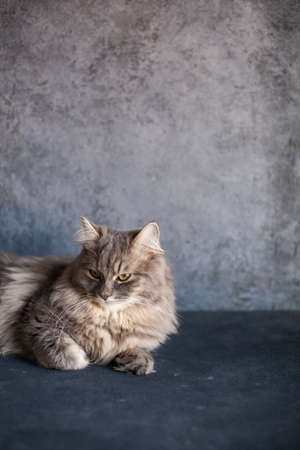 beautiful cute fluffy woolly shaggy striped gray domestic cat with yellow eyes sitting on dark background. Image for veterinary clinics, sites about cats. Selective focus. Space for text.の写真素材